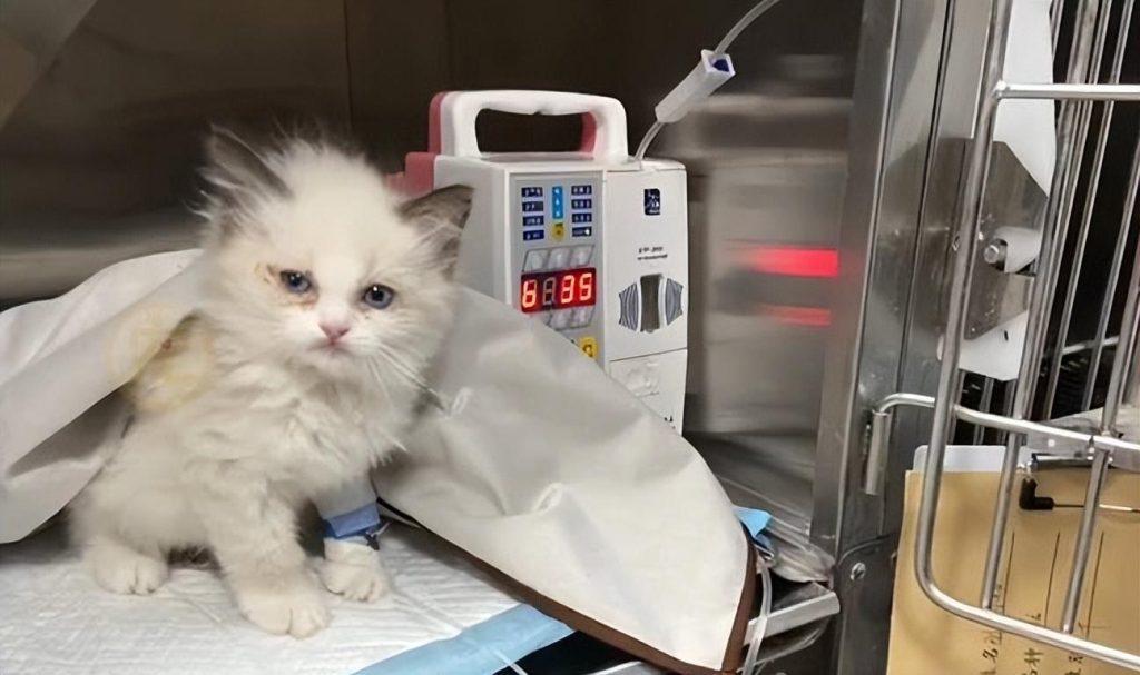 养猫，千万别养布偶猫，是为什么呢？(图5)