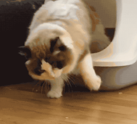 养猫，千万别养布偶猫，是为什么呢？(图6)