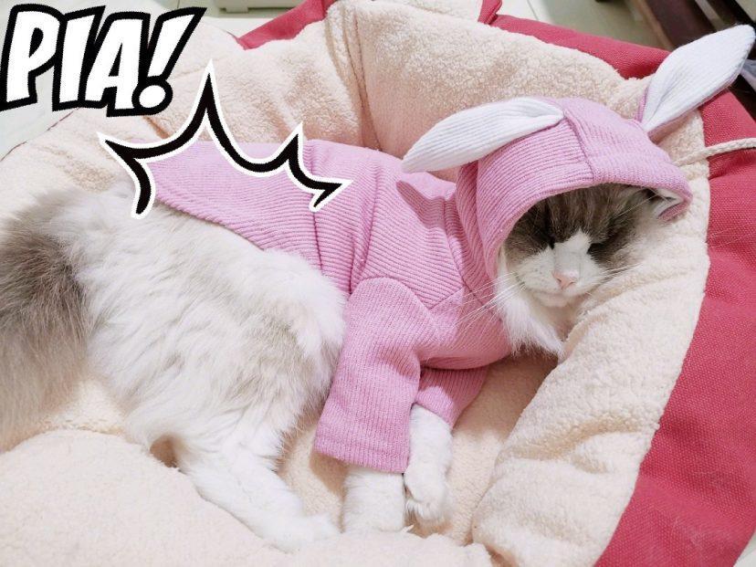 养猫，千万别养布偶猫，是为什么呢？(图8)