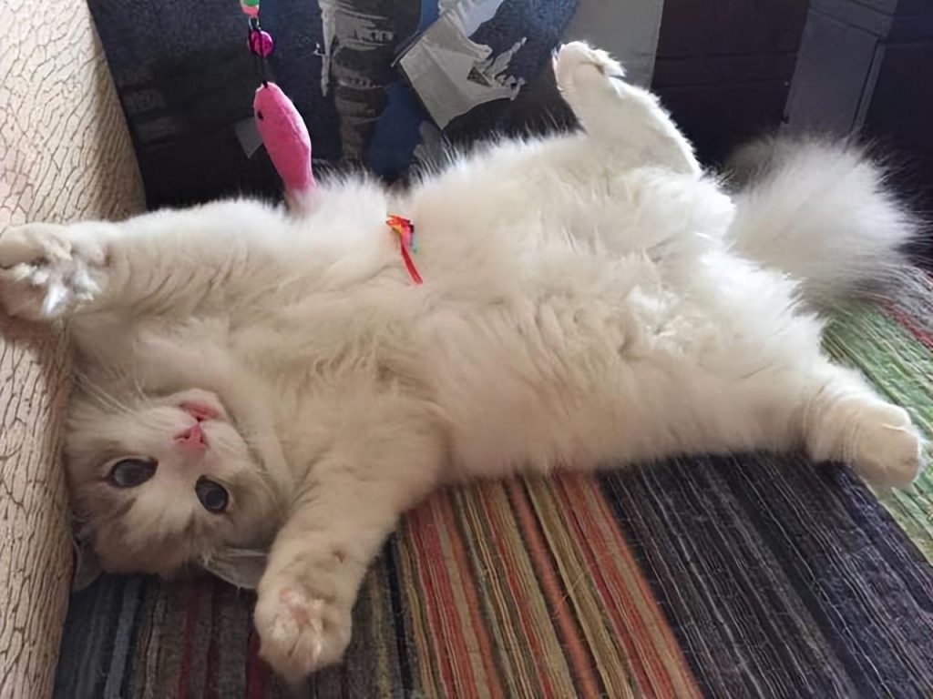 养猫，千万别养布偶猫，是为什么呢？(图7)