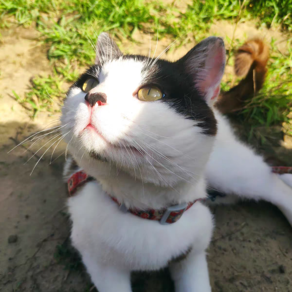 新手养猫基础知识篇：两个月小猫怎么喂养？喂食不需要太多(图1)