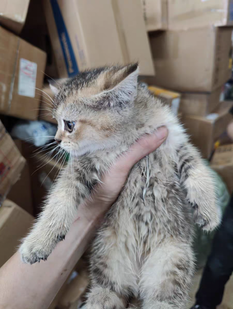 新手养猫基础知识篇：两个月小猫怎么喂养？喂食不需要太多(图2)