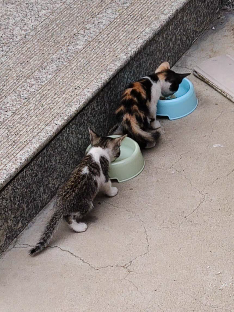 新手养猫基础知识篇：两个月小猫怎么喂养？喂食不需要太多(图3)