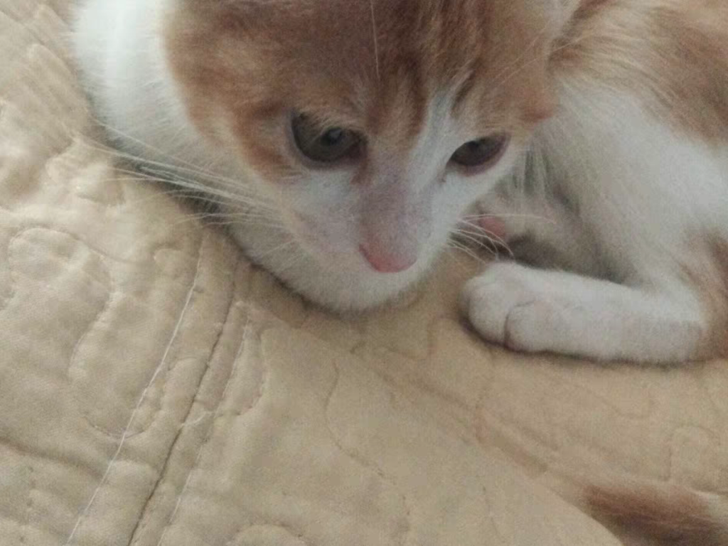 新手养猫基础知识篇：两个月小猫怎么喂养？喂食不需要太多(图4)