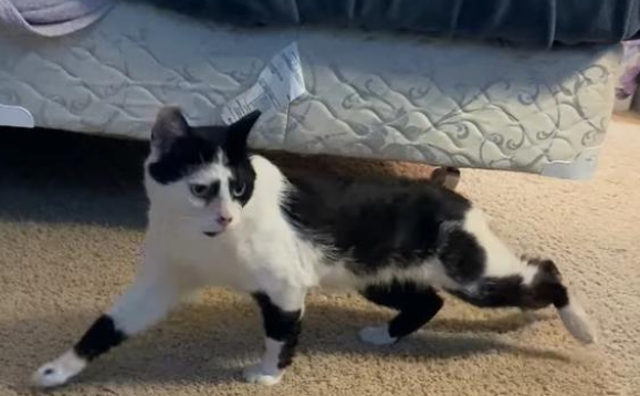 那只每天守在好心人窗外，偷看家猫的流浪猫，终于等到爱它的人了(图1)