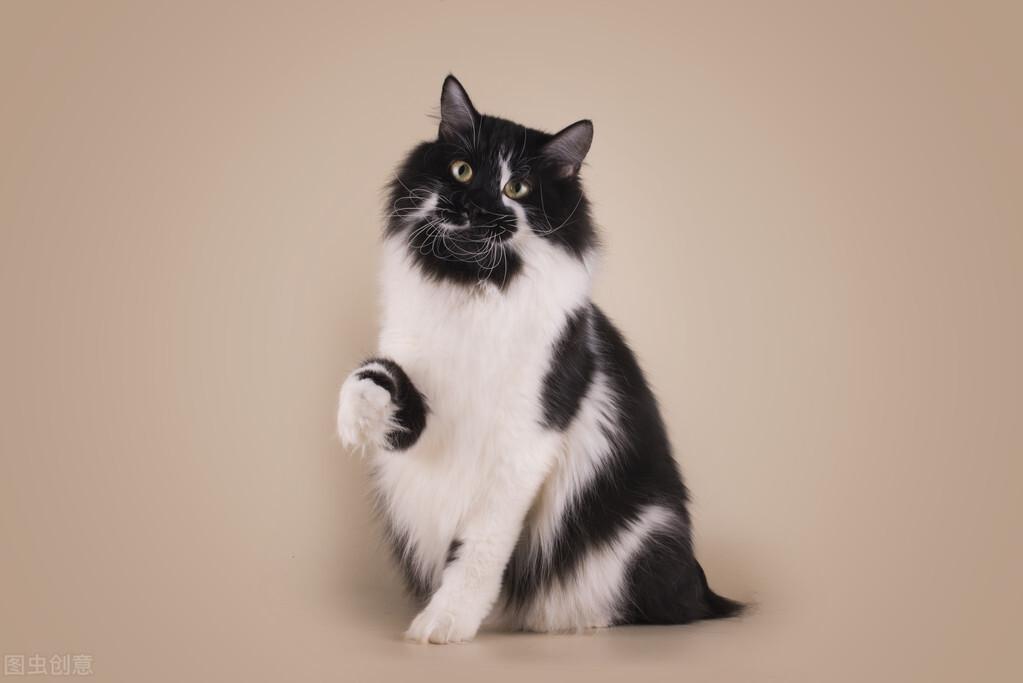 去宠物店给猫驱虫一次多少钱？需要注意什么？(图2)