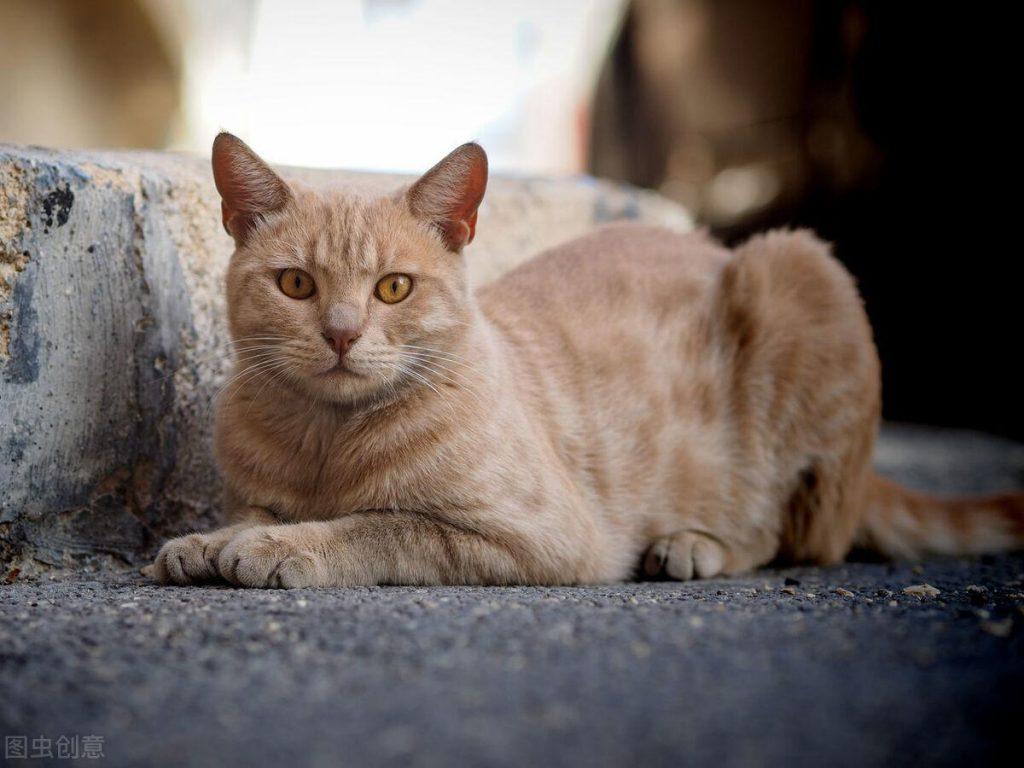 去宠物店给猫驱虫一次多少钱？需要注意什么？(图3)