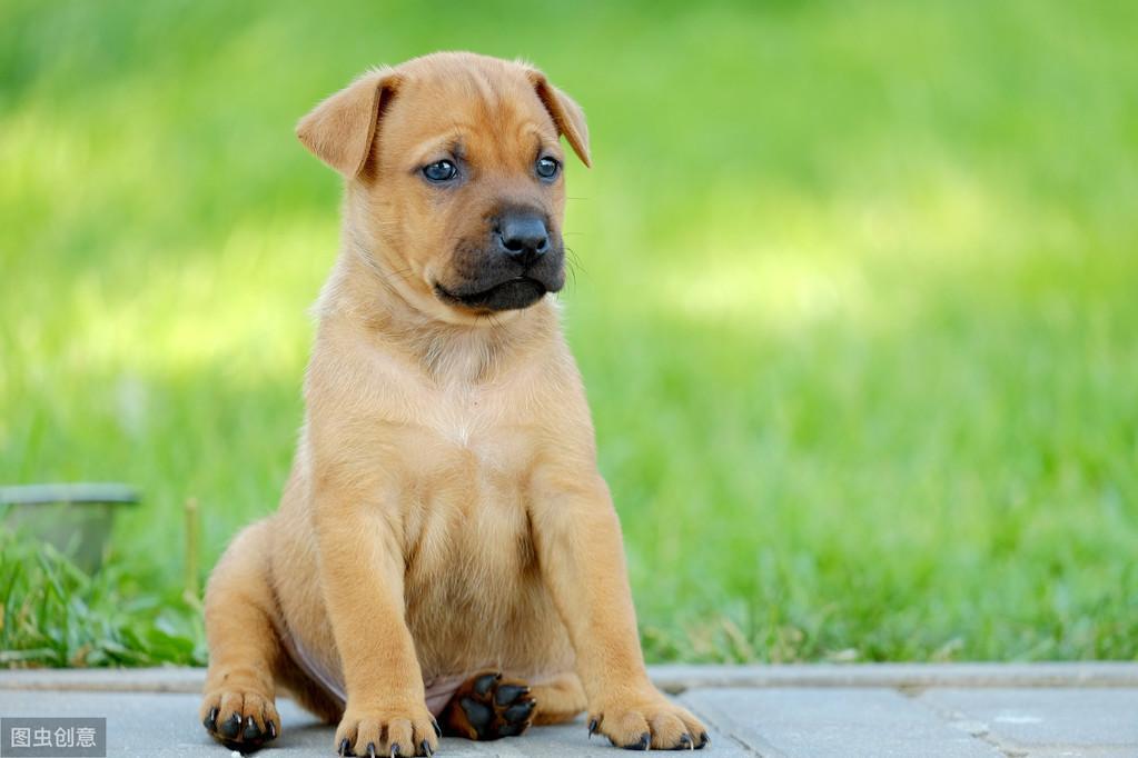 狗狗对主人的忠诚度究竟来自哪里？（狗对主人是忠诚还是忠实）(图2)