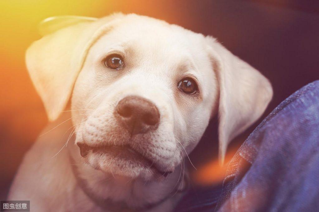 狗狗对主人的忠诚度究竟来自哪里？（狗对主人是忠诚还是忠实）(图5)