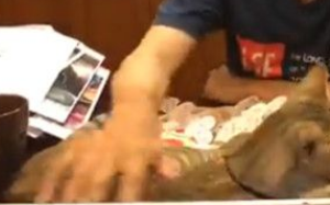 朕也想亮亮相! 爱猫乱入直播超会刷存在(图2)