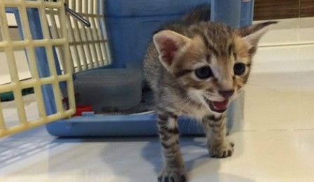 朕也想亮亮相! 爱猫乱入直播超会刷存在(图4)