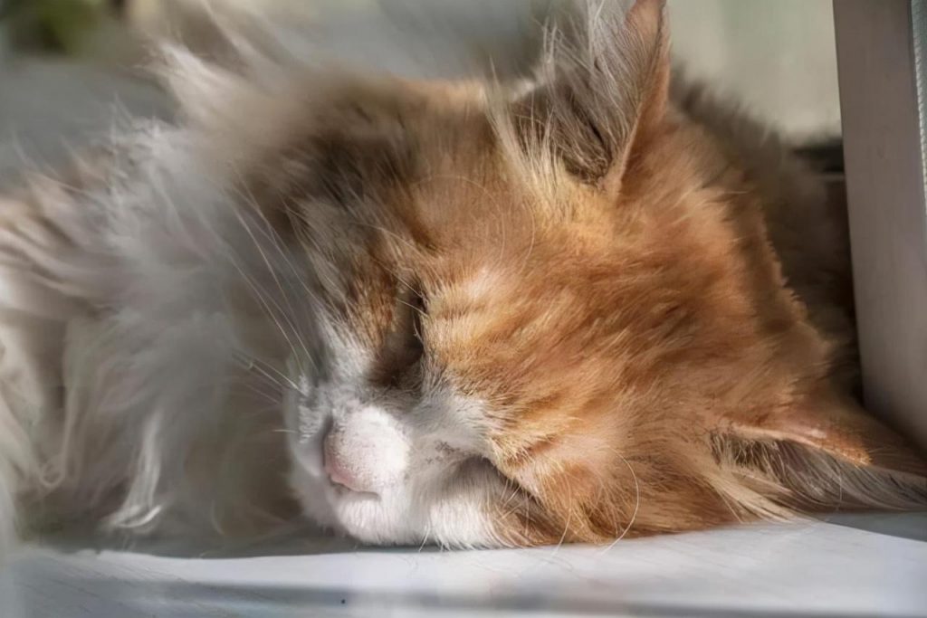 猫咪患口腔溃疡的症状有哪些？预防和治疗方法又有哪些？(图2)