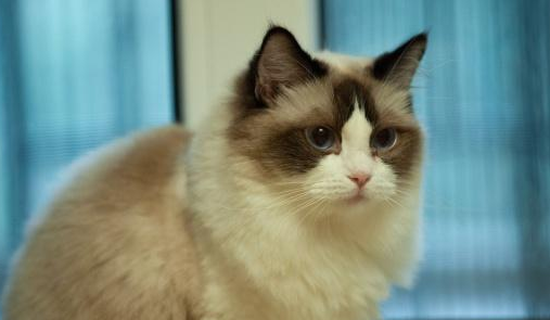 布偶猫被主人遗弃，遗弃的原因，只是因为它不爱喝水(图1)