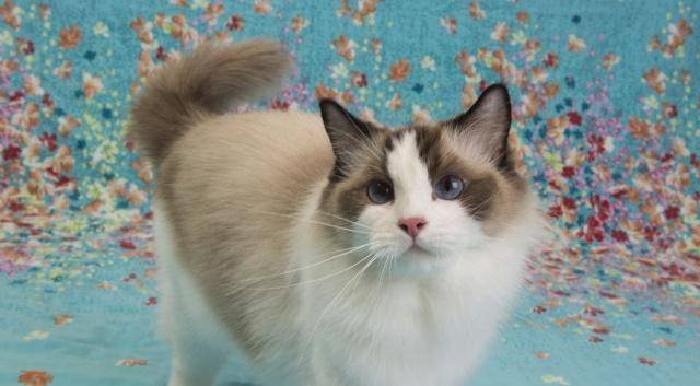 布偶猫被主人遗弃，遗弃的原因，只是因为它不爱喝水(图2)