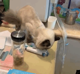 布偶猫被主人遗弃，遗弃的原因，只是因为它不爱喝水(图3)