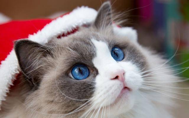 布偶猫被主人遗弃，遗弃的原因，只是因为它不爱喝水(图5)