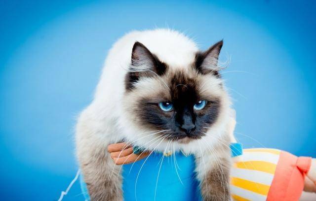 布偶猫被主人遗弃，遗弃的原因，只是因为它不爱喝水(图4)