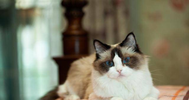 布偶猫被主人遗弃，遗弃的原因，只是因为它不爱喝水(图6)