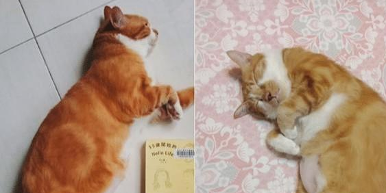 养了一只橘猫五年才敢带回家，本以为不会同意，结果家人都变猫奴(图2)