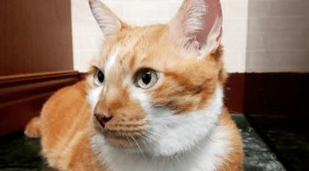 养了一只橘猫五年才敢带回家，本以为不会同意，结果家人都变猫奴(图3)