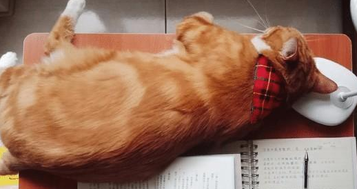 养了一只橘猫五年才敢带回家，本以为不会同意，结果家人都变猫奴(图4)