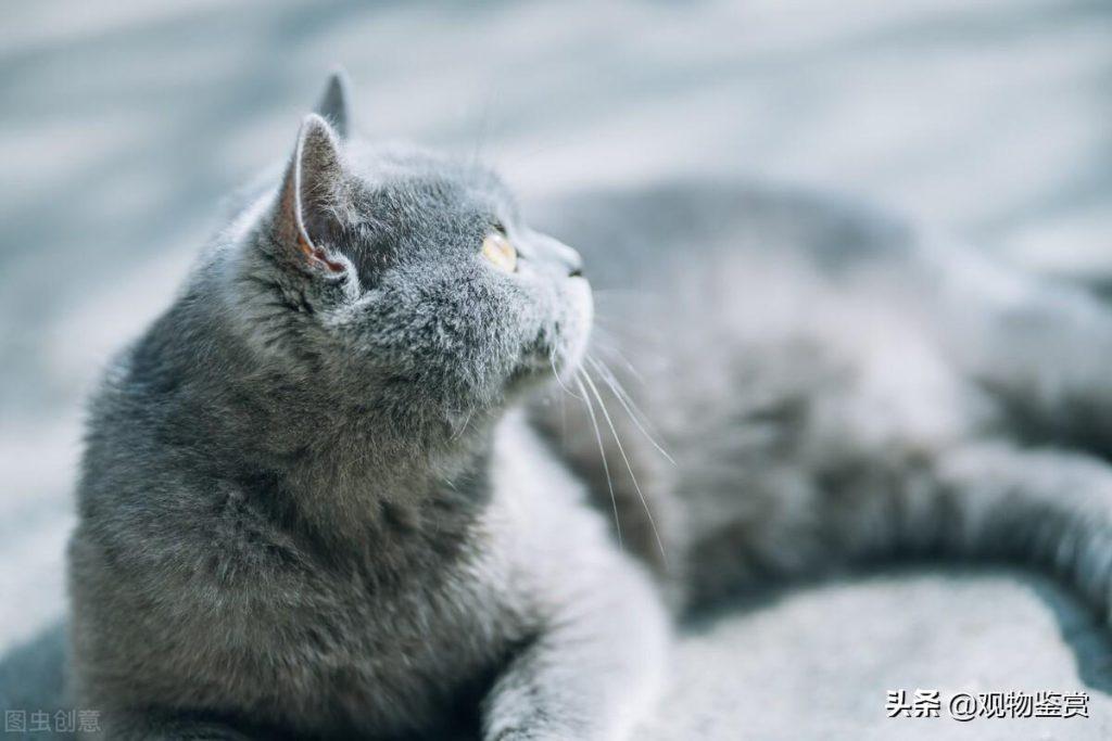 1到12个月蓝猫的体重是多少？蓝猫的标准体重是多少？(图1)