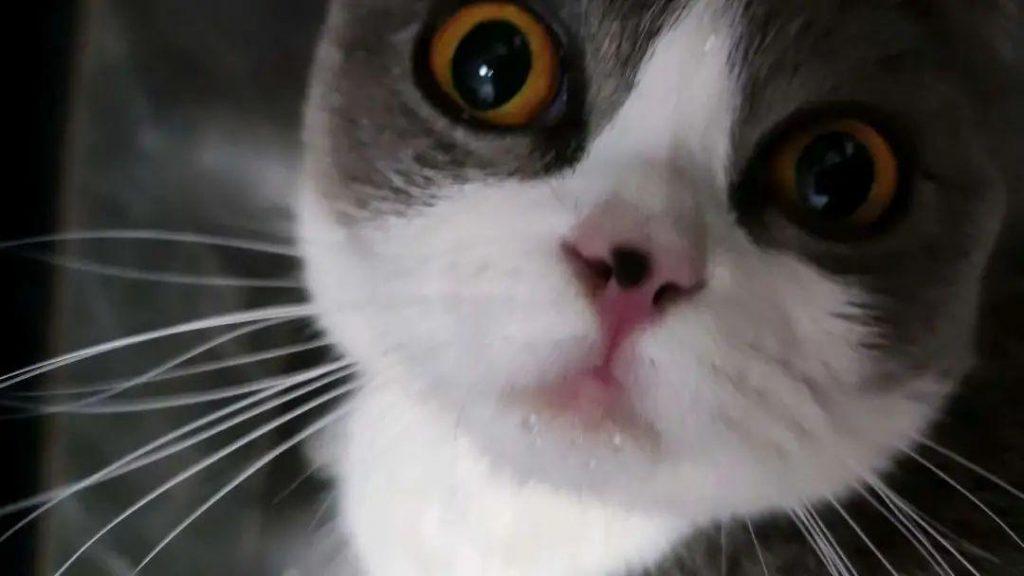 猫能活多久？一只健康的猫能活多久？(图1)