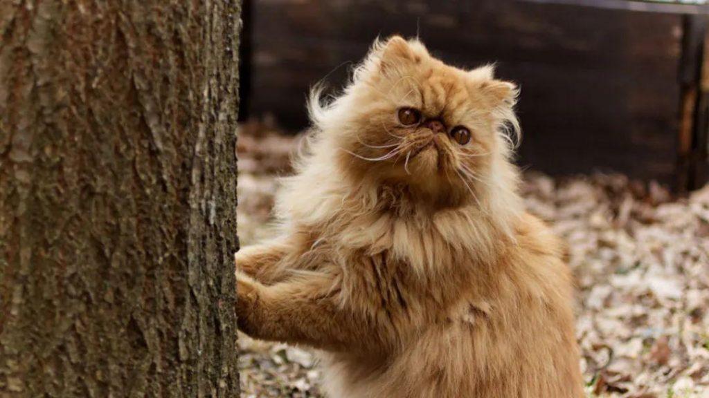 猫能活多久？一只健康的猫能活多久？(图4)