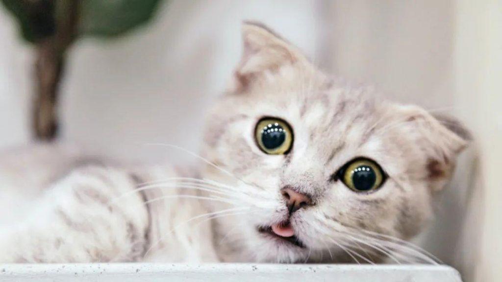 猫能活多久？一只健康的猫能活多久？(图6)