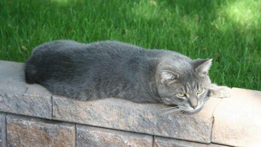 猫能活多久？一只健康的猫能活多久？(图5)