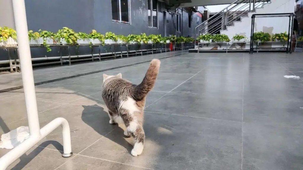 猫能活多久？一只健康的猫能活多久？(图9)