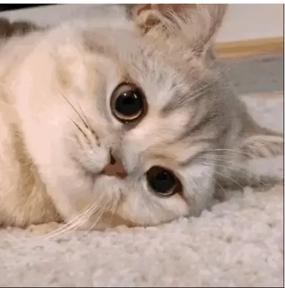 猫咪见到瓶子就要钻 | 萌宠GIF 一只好奇心极强的小猫看到瓶后忍不住想钻进去玩!(图1)