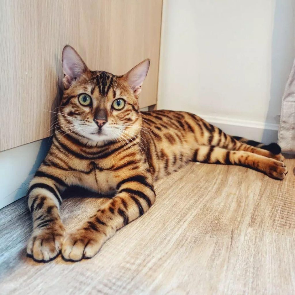 孟加拉豹猫的起源：孟加拉豹猫的外形特征(图1)