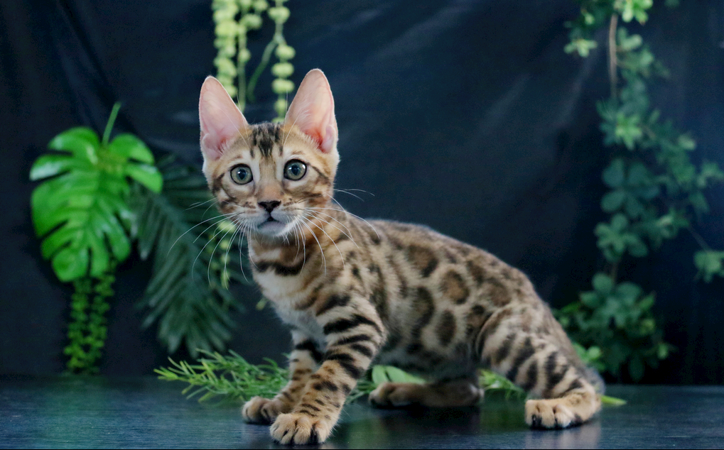 孟加拉豹猫的起源：孟加拉豹猫的外形特征(图4)