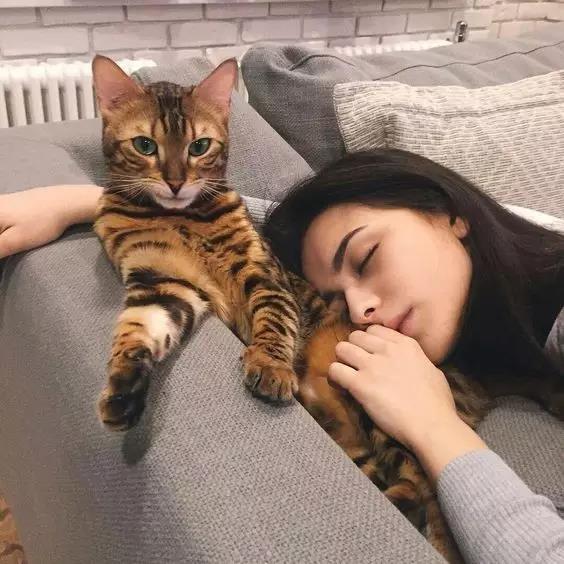 孟加拉豹猫的起源：孟加拉豹猫的外形特征(图6)