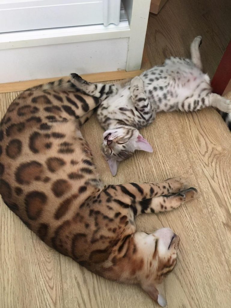 孟加拉豹猫的起源：孟加拉豹猫的外形特征(图8)