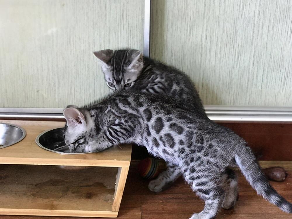 孟加拉豹猫的起源：孟加拉豹猫的外形特征(图7)