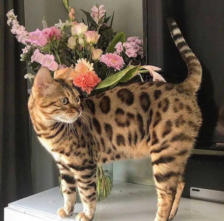 孟加拉豹猫的起源：孟加拉豹猫的外形特征(图10)