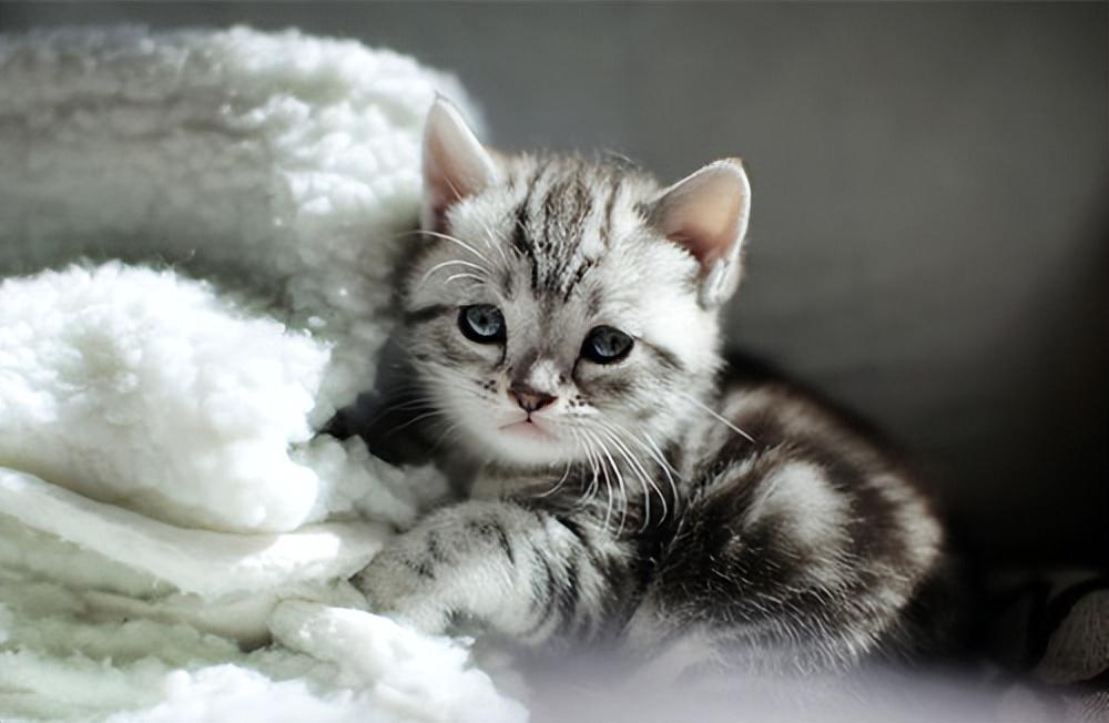 猫咪什么时候打疫苗最好？在什么情况是不能打疫苗的？(图6)