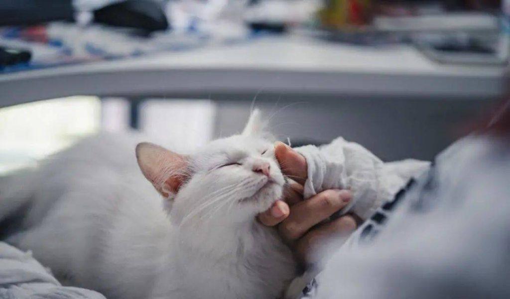 猫咪什么时候打疫苗最好？在什么情况是不能打疫苗的？(图8)