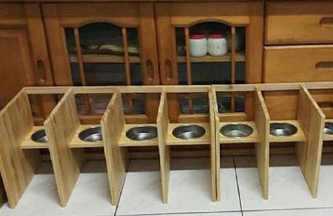 害怕6只猫咪抢食，小伙纯手工打造隔离区，开饭时却尴尬了(图1)