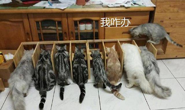 害怕6只猫咪抢食，小伙纯手工打造隔离区，开饭时却尴尬了(图2)