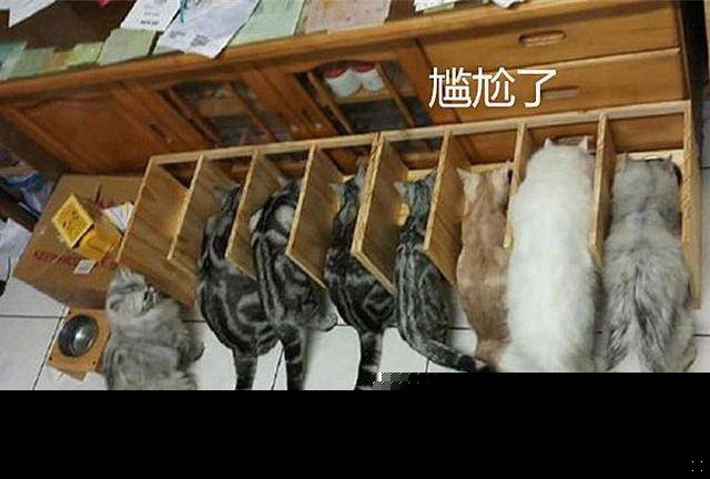 害怕6只猫咪抢食，小伙纯手工打造隔离区，开饭时却尴尬了(图3)