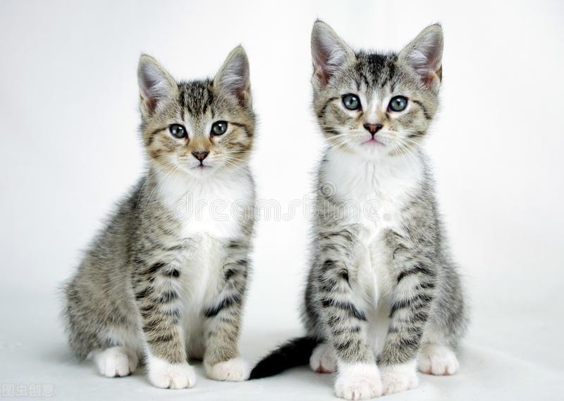 关于猫咪奶粉的一些相关的知识：羊奶粉喂猫比例是多少？(图2)