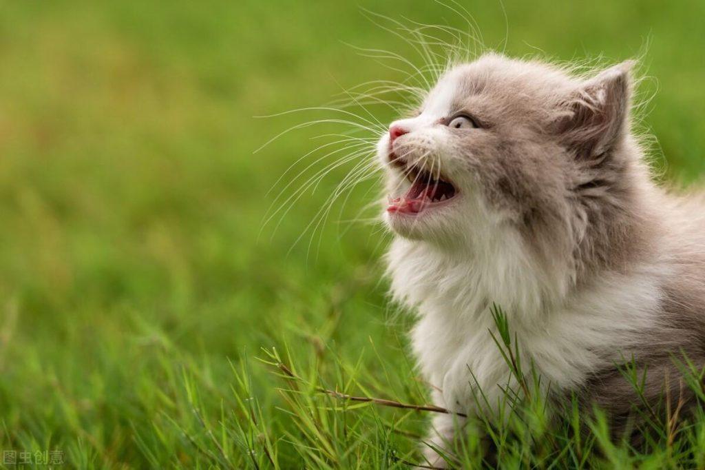 关于猫咪奶粉的一些相关的知识：羊奶粉喂猫比例是多少？(图3)