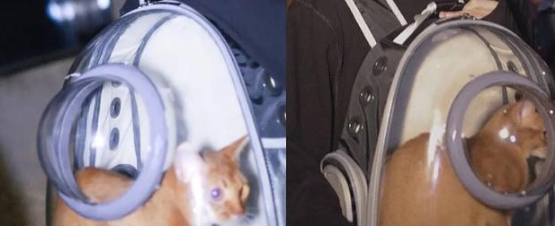 95后爱豆人设疑崩塌，被指利用猫炒作致猫去世，还曾让狗吞呕吐物(图1)