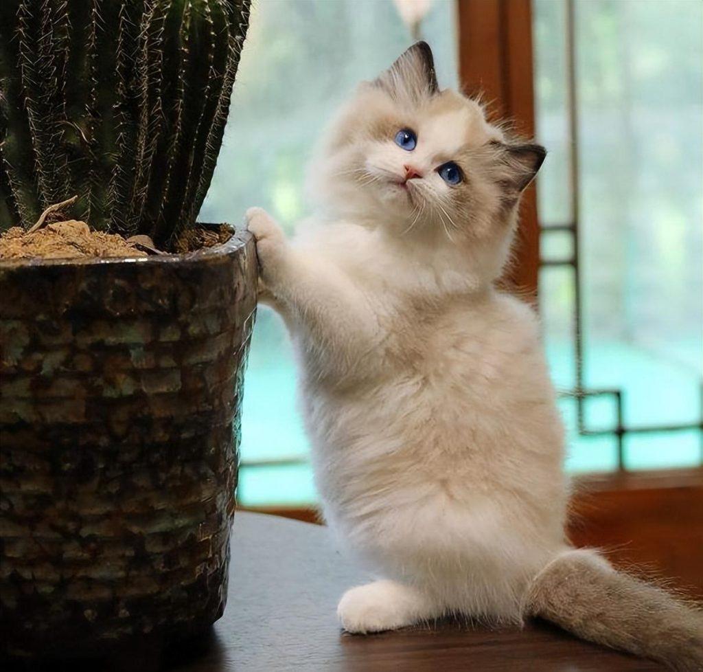 布偶猫应该怎样喂养？布偶猫能不能吃大米？(图2)