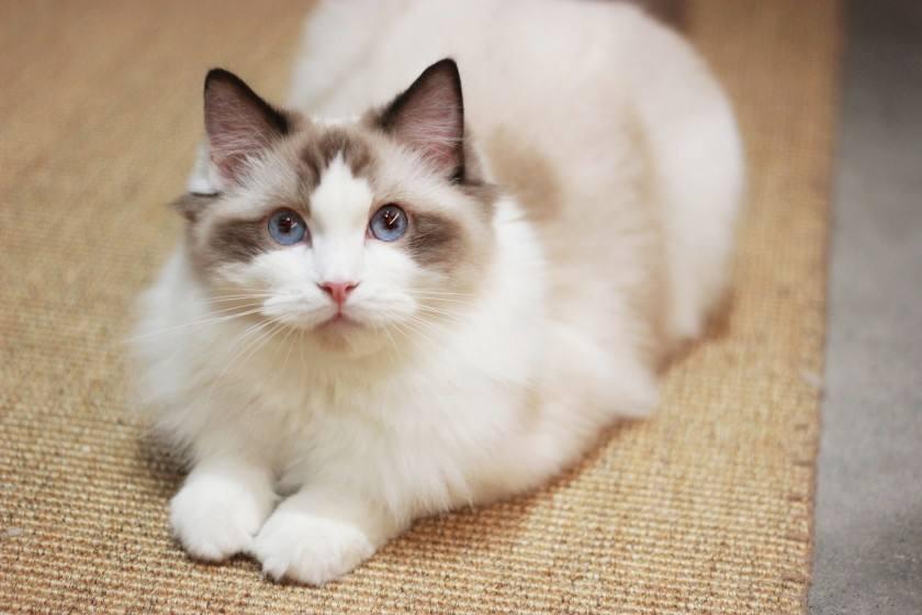 布偶猫应该怎样喂养？布偶猫能不能吃大米？(图3)