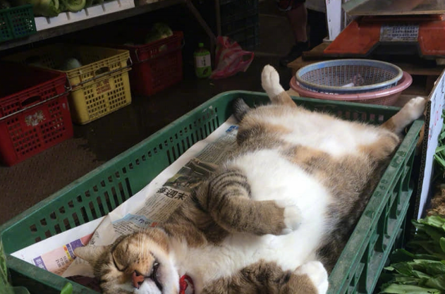 菜摊老板带猫主子来看摊，一转身猫主子睡成猪，网友：“扣工资”(图1)