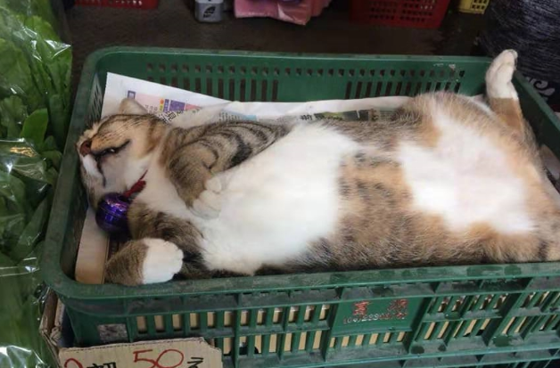 菜摊老板带猫主子来看摊，一转身猫主子睡成猪，网友：“扣工资”(图2)